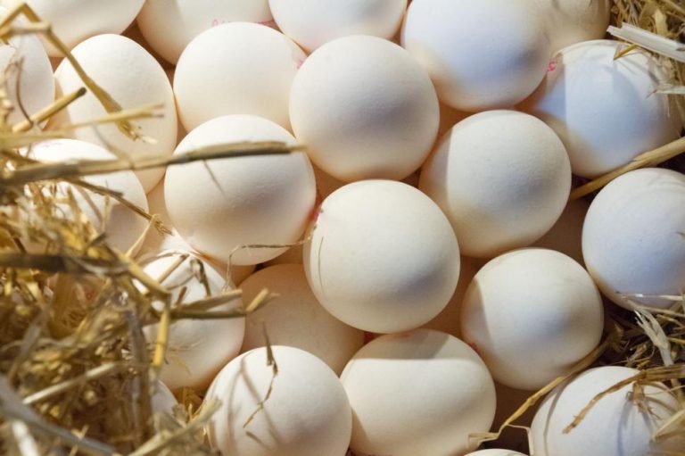 Commercial Egg Sales